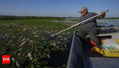 Tons of dead fish cover major river in Brazil after alleged dumping of industrial waste - Times of India