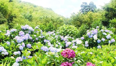 北投湖田社區繡球花海 夏日限定絕美