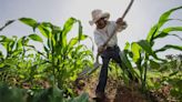 Inseguridad, crisis climática y escasez de trabajadores, trabas para la agricultura