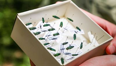 Invasive, devastating emerald ash borer found in Dallas' Great Trinity Forest, elsewhere