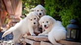 Golden Retriever Puppies' Cute Reactions to Watching Their First Movie Are Beyond Sweet