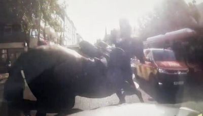 Three military horses bolt and run through London, causing chaos on roads after losing riders