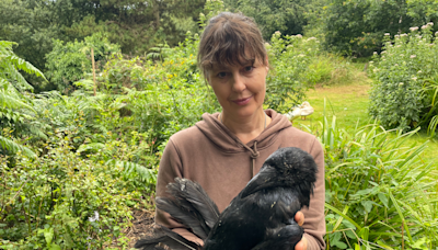 'Don't kill our protected ravens', rescue pleads