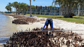 DEP investigates hacked mangroves at Sandpiper Bay Resort in Port St. Lucie