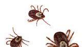 Scrub Hub: Are ticks across Indiana getting worse? Should Hoosiers be worried?