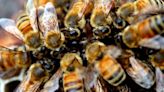 Muere en California un hispano por ataque de más de 300 abejas; utilizó sus últimas fuerzas para salvar al niño que lo acompañaba | El Universal