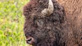 S.C. 83-year-old woman gored by bison at Yellowstone