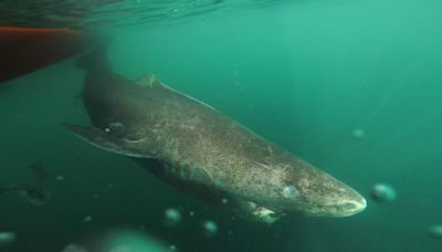 Scientists reveal longevity secret of Greenland sharks that live to 500 years