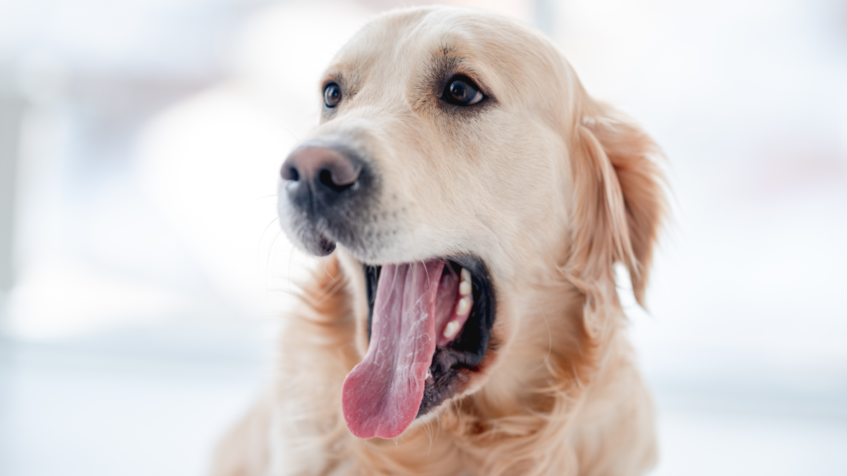 Golden Retriever's Face After Dog Dad Does Magic Trick Is So Pure