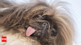 Meet Wild Thang: Winner of world's ugliest dog contest - Times of India