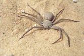 Sicarius (spider)