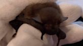 Bat returns to Scottish Highland estate after hiding in Glasgow couple's holiday luggage