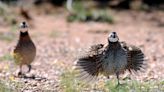 Survey shows quail population up in most of Texas ahead of hunting season opening