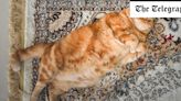 Watch out, fat cats – Ozempic is coming for pets