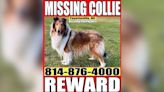 $2,000 reward offered after pregnant Collie stolen in Cumberland County