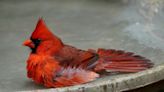 Splish splash, fill up the bird bath to offer fresh water all summer