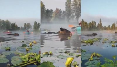 Sorprendieron "vaquitas marinas" a chinamperos de Xochimilco