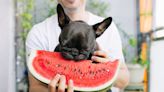 Frenchie’s Excitement Over Trying Watermelon for the First Time Is Impossible to Resist