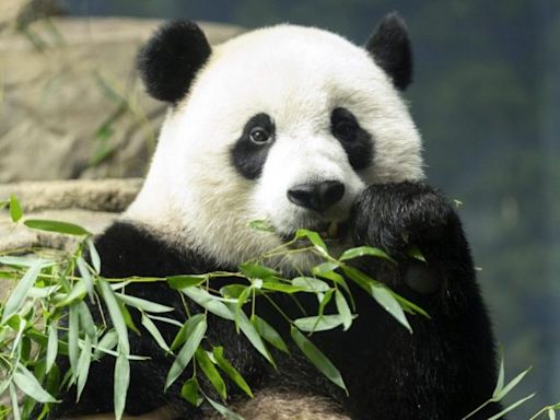 San Diego Zoo welcomes new pair of giant pandas from China