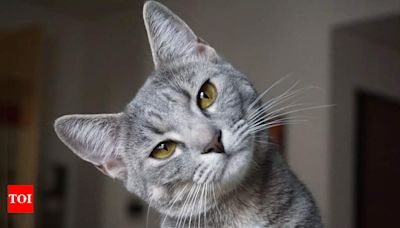 A lost cat's mysterious way back home from 1448 kms away - Times of India