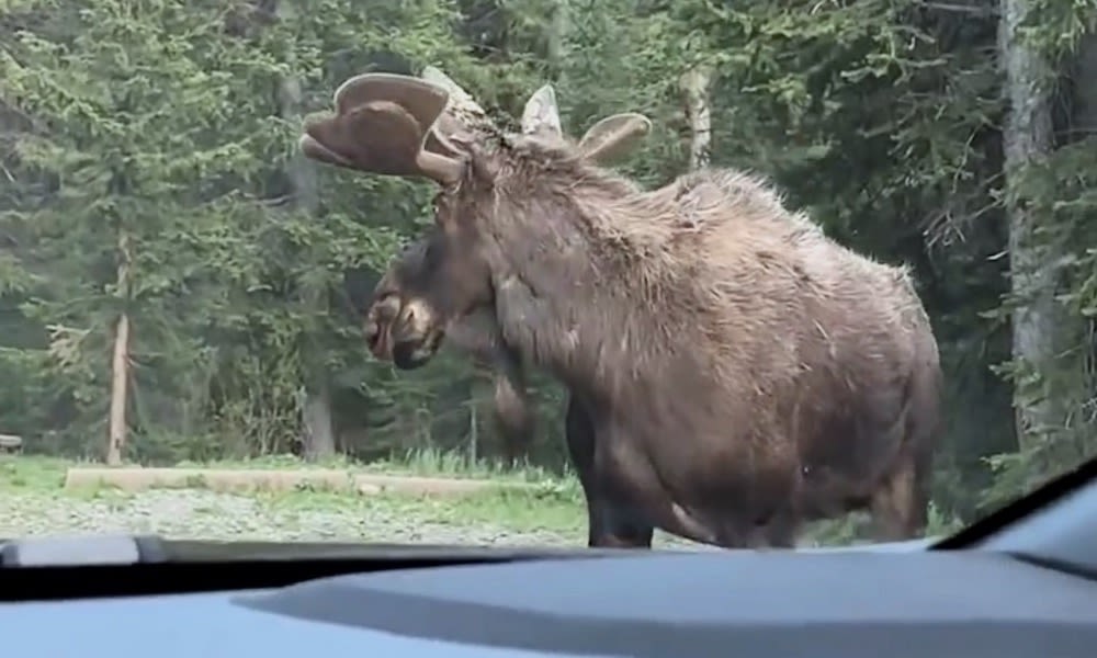 Moose chased by bear stops to look back; ‘You still coming?’