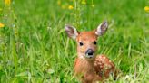 What do you do if you see a fawn alone?