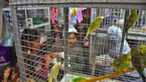 Crece el comercio de aves domésticas en La Cancha y Zoonosis busca regularlo