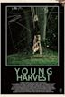 Young Harvest