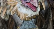 2. Return of the Skeksis