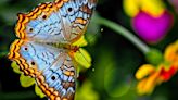 Aumenta la población de mariposas en Barcelona gracias a las lluvias y mejoras en espacios naturales