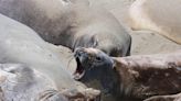 Angry Sea Lions Charge Terrified Tourists on Popular Beach