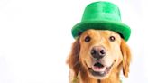 Dogs Decked Out in St. Patrick's Day Costumes Make for Total Cuteness Overload