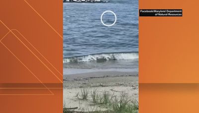 WATCH: Shark spotted off beach in Anne Arundel County