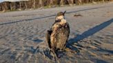 Oiled birds reported between Long Beach, Lincoln City