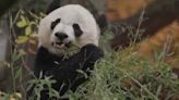 Este año llegarán dos nuevos pandas a Washington DC: lo que debes de saber