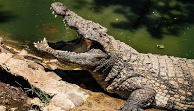 Crocodile that killed a little girl in Australia is shot dead