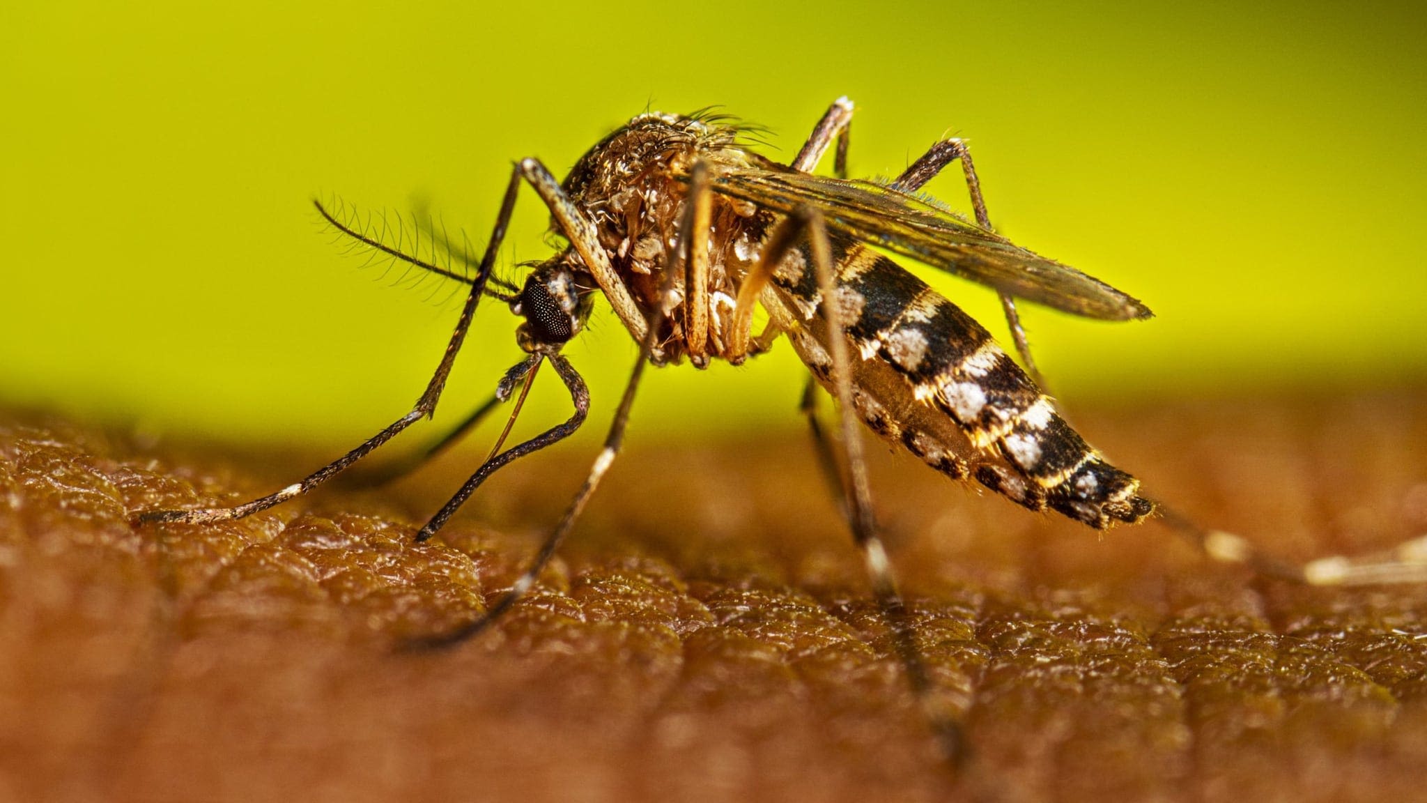 Mosquitoes always seem to bite you? Here's why and how to avoid them