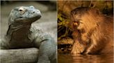 Komodo dragons have iron-coated teeth — just like the mighty beaver | CBC Radio
