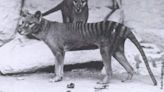 Video: Tasmanian Tiger Photographed by Tourist? | NewsRadio WHAM 1180 | Coast to Coast AM with George Noory