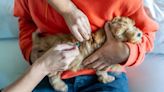 Rabies In Dogs: Symptoms, Causes, & Prevention