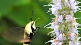 Hummingbird moths are a summer delight: Nature News
