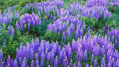 When do wildflowers bloom in Colorado?