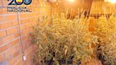 Un detenido y desmantelada una plantación de marihuana en una vivienda situada junto a la A-62 en Valladolid