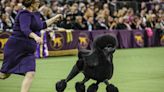 Inside the Secret World of the Westminster Kennel Club Dog Show