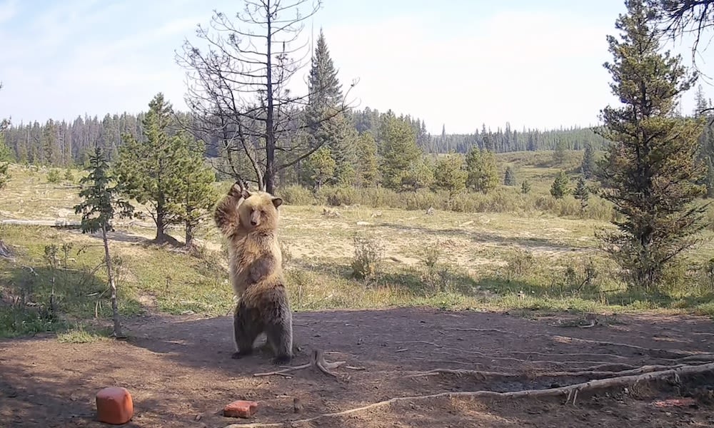 Grizzly bear cub breaks out moves in hilarious trail-cam footage