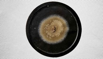 Old Mold to Be Sold: Fleming’s Original Penicillin Sample Up for Auction