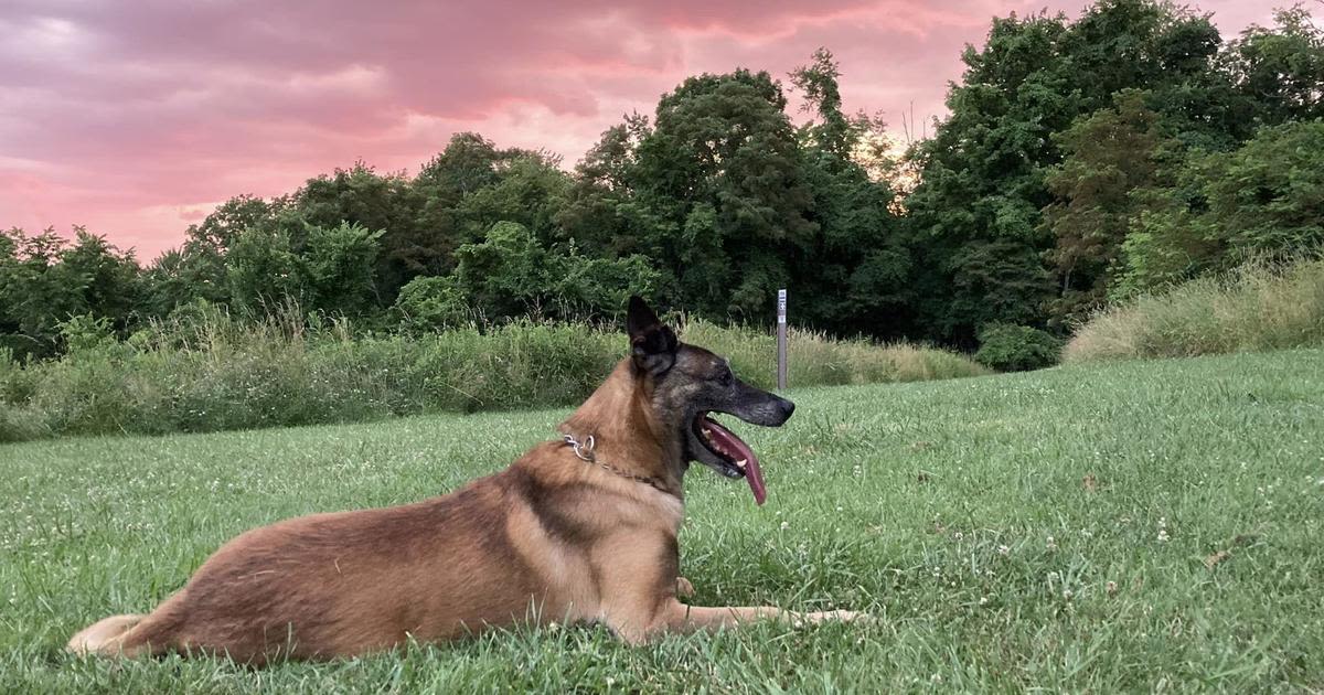 Beloved retired North Versailles K-9 dies