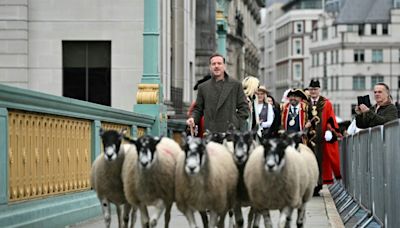 Hollywood's Damian Lewis herds sheep across bridge in London