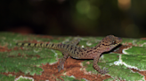 Lagartija con escamas afiladas hallada en bosque de Vietnam es una nueva especie