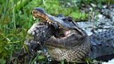 Alligator ‘courtship’ season kicks off in Florida. It could prove deadly